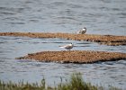 Visdief (common tern) Sterna hirundo (juveniel)- Ogii Nuur 14-08-2016 (1)